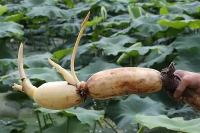 華逸府聯(lián)手湖北洪湖藕、江永芋頭，為您帶來(lái)健康原生態(tài)食材